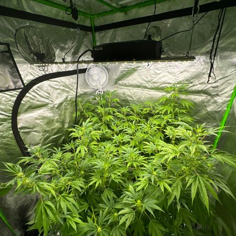Morning Star growlog timeline photo