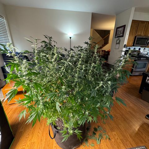 Morning Star growlog timeline photo