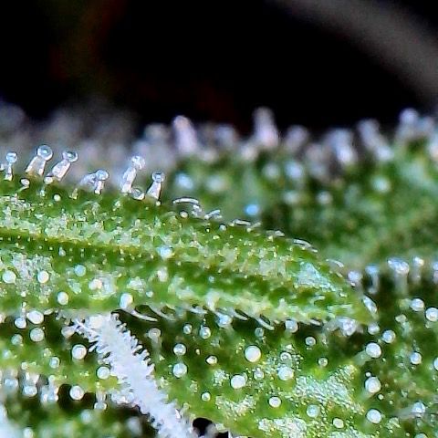 Morning Star growlog timeline photo
