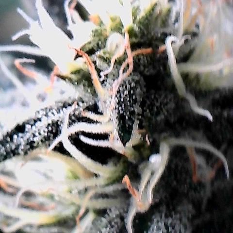 Morning Star growlog timeline photo