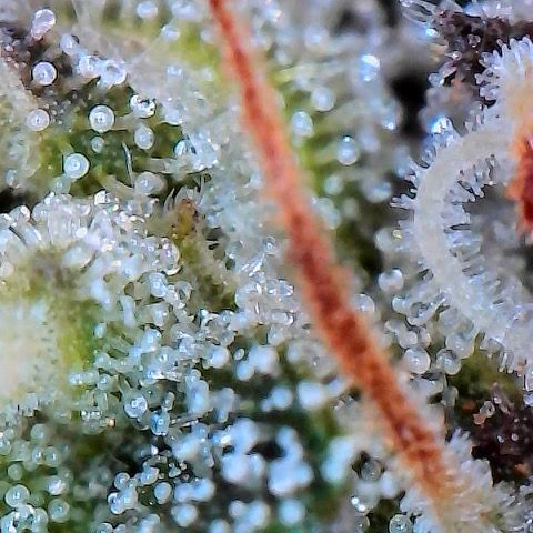 Morning Star growlog timeline photo