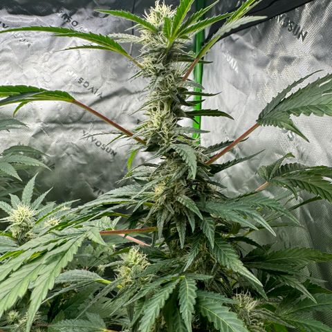Morning Star growlog timeline photo