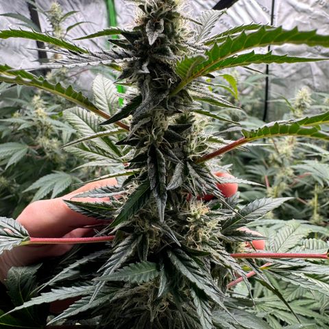 Morning Star growlog timeline photo