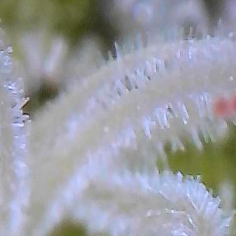 Morning Star growlog timeline photo