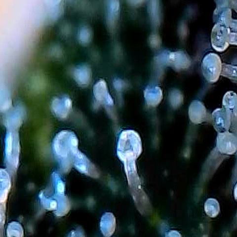 Morning Star growlog timeline photo