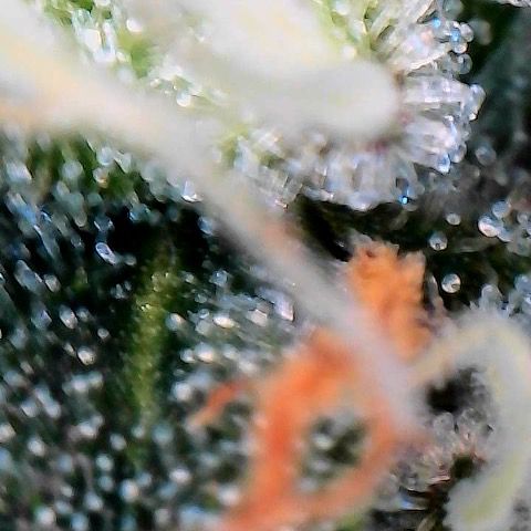 Morning Star growlog timeline photo