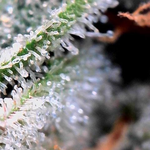 Morning Star growlog timeline photo