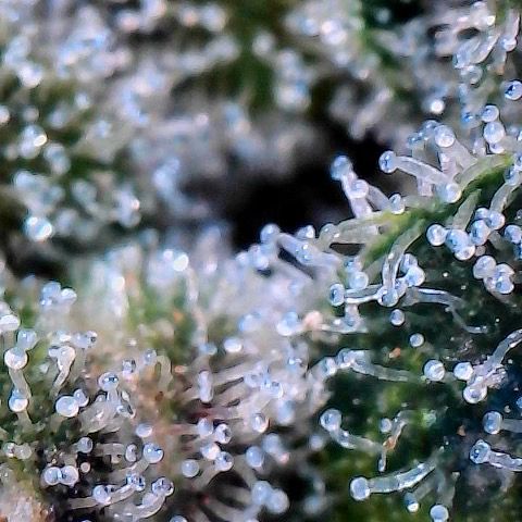 Morning Star growlog timeline photo