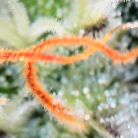 Morning Star growlog timeline photo