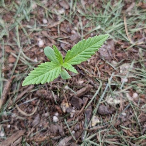 Apricot Gorilla Auto growlog timeline photo