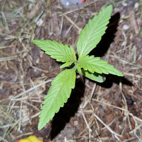 Apricot Gorilla Auto growlog timeline photo