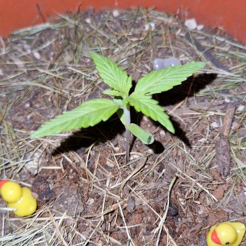 Apricot Gorilla Auto growlog timeline photo