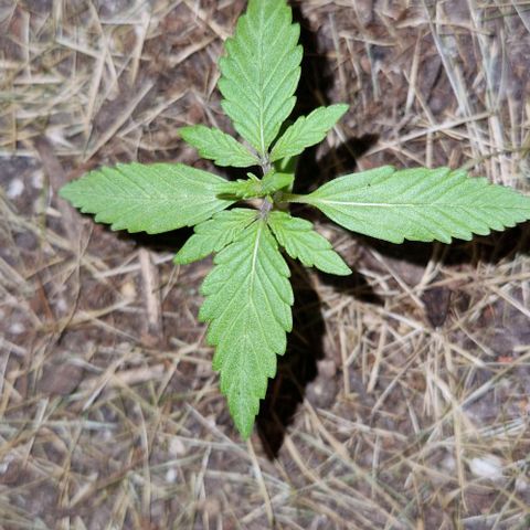 Apricot Gorilla Auto growlog timeline photo