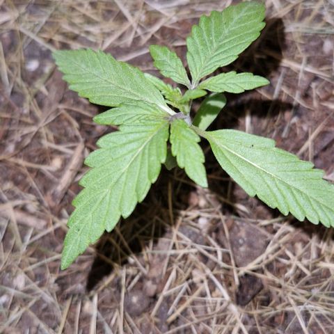 Apricot Gorilla Auto growlog timeline photo