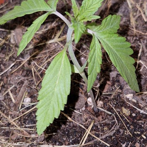 Apricot Gorilla Auto growlog timeline photo