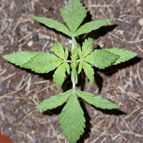 Apricot Gorilla Auto growlog timeline photo