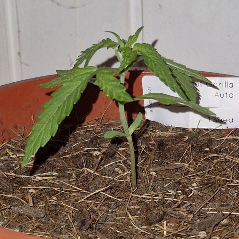 Apricot Gorilla Auto growlog timeline photo