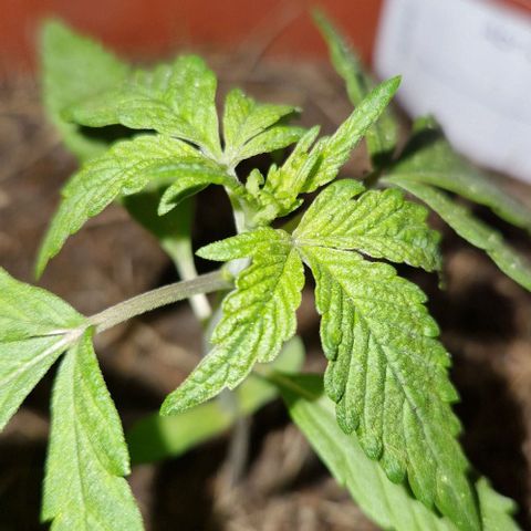 Apricot Gorilla Auto growlog timeline photo
