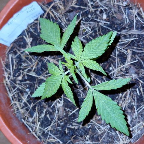 Apricot Gorilla Auto growlog timeline photo