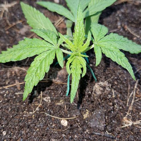 Apricot Gorilla Auto growlog timeline photo