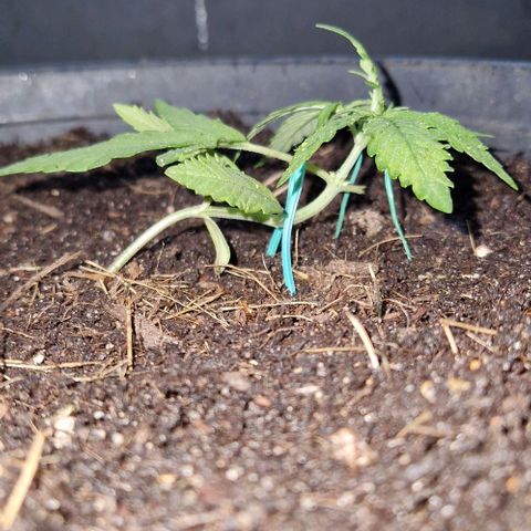 Apricot Gorilla Auto growlog timeline photo