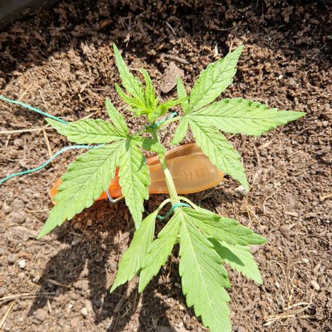 Apricot Gorilla Auto growlog timeline photo