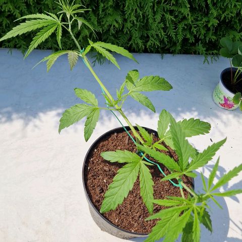 Ostsee Hanf growlog timeline photo