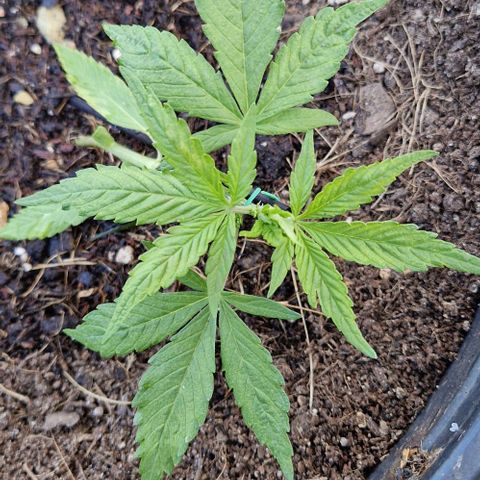Apricot Gorilla Auto growlog timeline photo