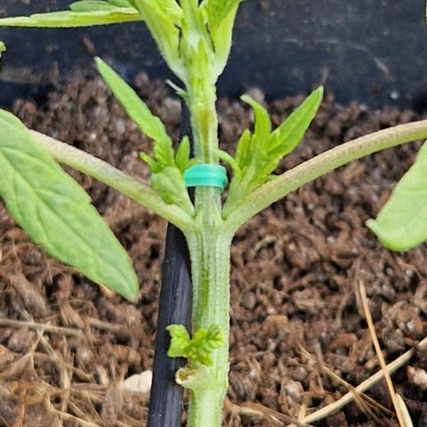 Apricot Gorilla Auto growlog timeline photo