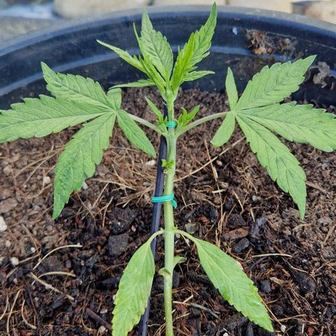 Apricot Gorilla Auto growlog timeline photo
