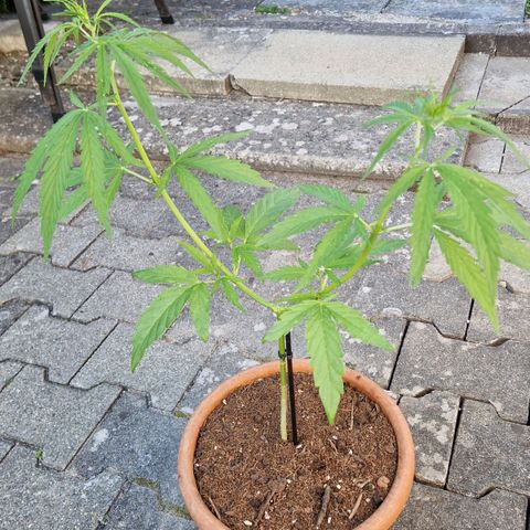 Ostsee Hanf growlog timeline photo