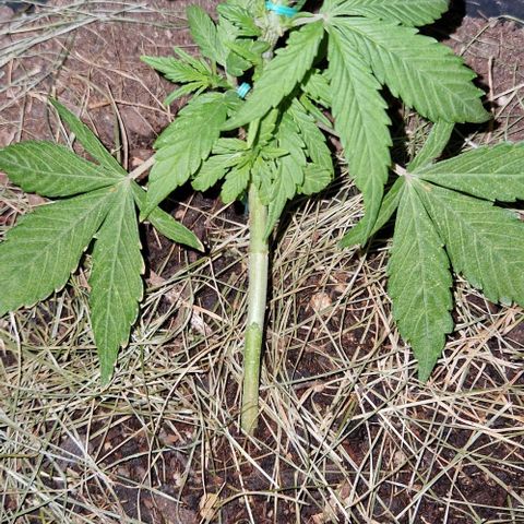 Apricot Gorilla Auto growlog timeline photo