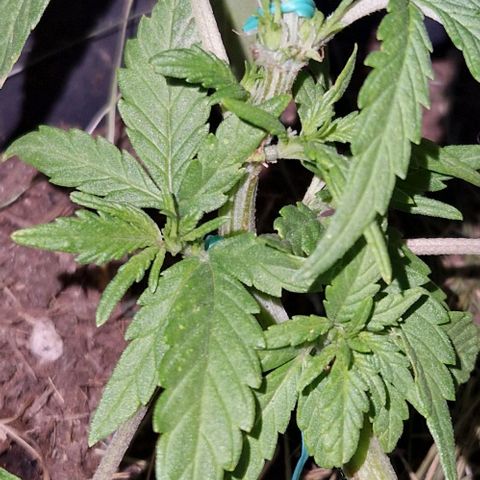 Apricot Gorilla Auto growlog timeline photo