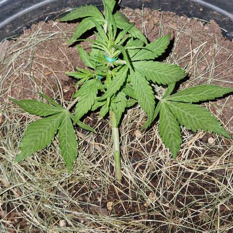 Apricot Gorilla Auto growlog timeline photo