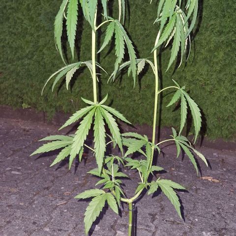 Ostsee Hanf growlog timeline photo