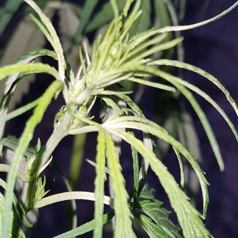 Ostsee Hanf growlog timeline photo