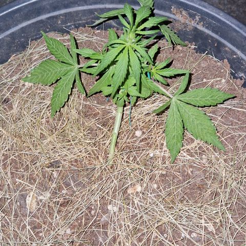 Apricot Gorilla Auto growlog timeline photo