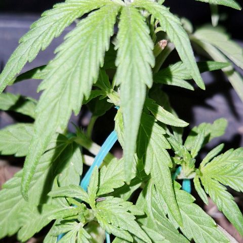 Apricot Gorilla Auto growlog timeline photo