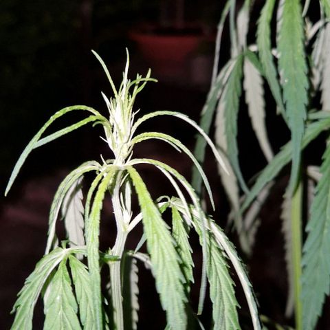 Ostsee Hanf growlog timeline photo