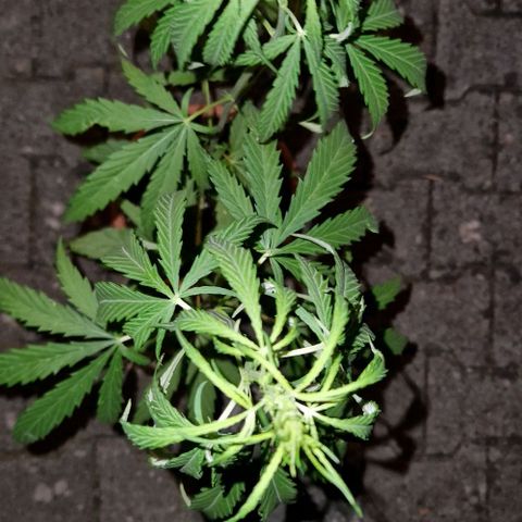 Ostsee Hanf growlog timeline photo