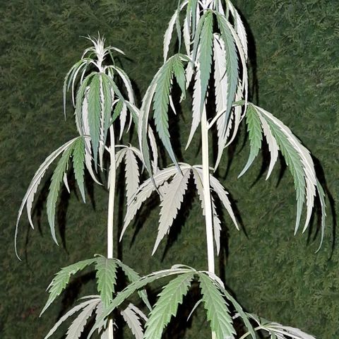 Ostsee Hanf growlog timeline photo