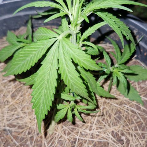 Apricot Gorilla Auto growlog timeline photo