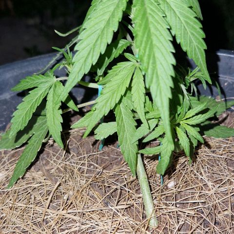 Apricot Gorilla Auto growlog timeline photo