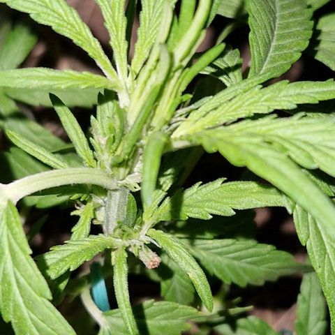 Apricot Gorilla Auto growlog timeline photo