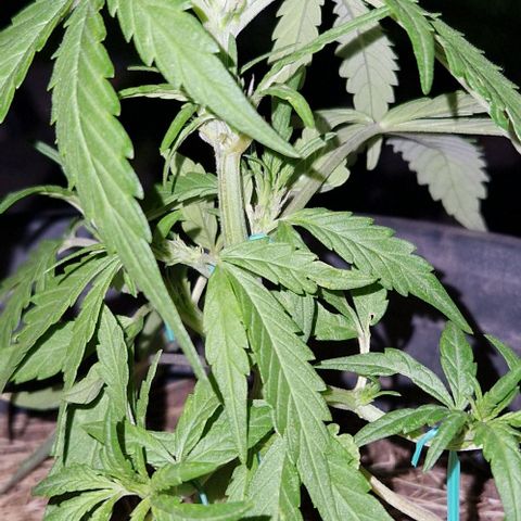 Apricot Gorilla Auto growlog timeline photo