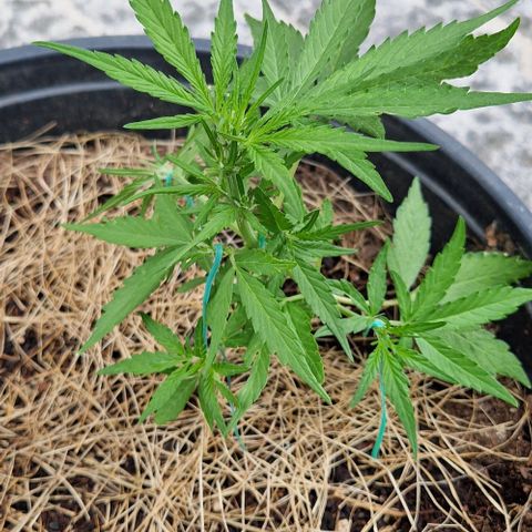 Apricot Gorilla Auto growlog timeline photo