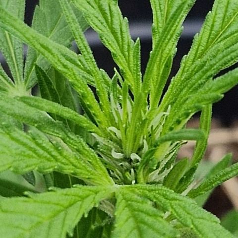 Apricot Gorilla Auto growlog timeline photo