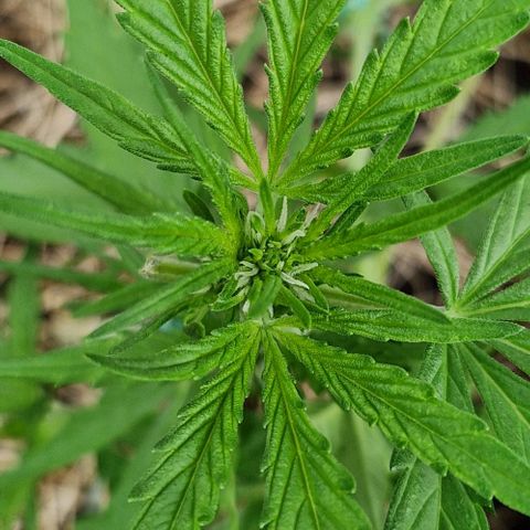 Apricot Gorilla Auto growlog timeline photo