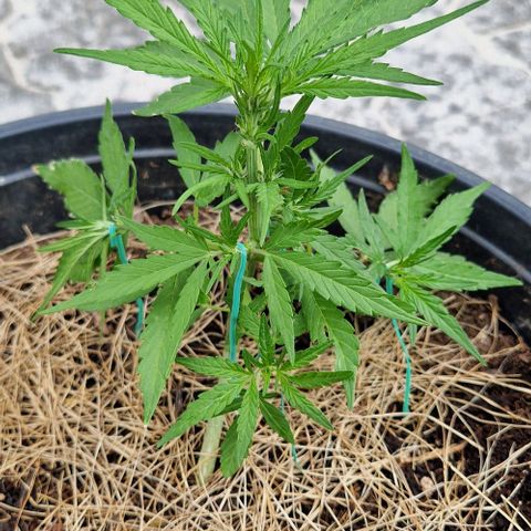Apricot Gorilla Auto growlog timeline photo
