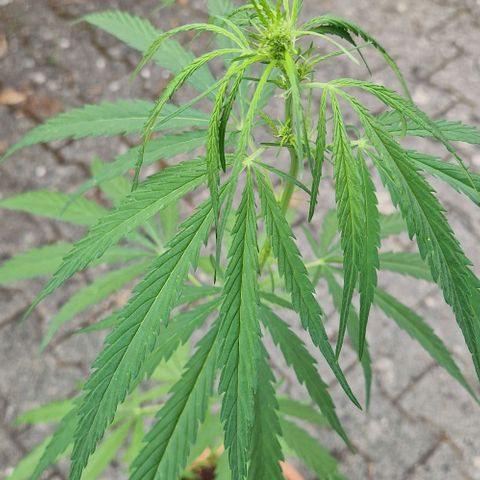 Ostsee Hanf growlog timeline photo